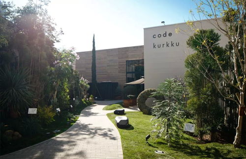 月季花的美妙之旅