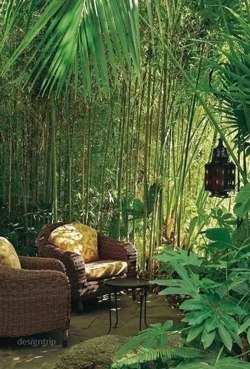 五、竹子修剪，不可忽视