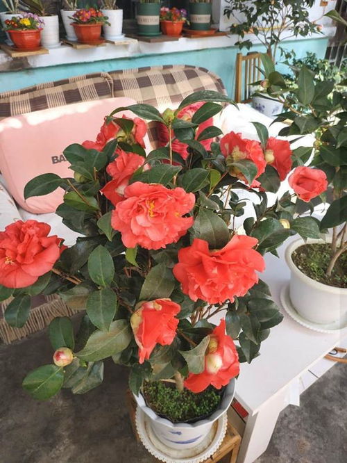 十六年茶花养成，新手也能养好几年花！
