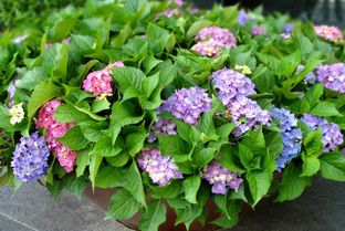 室内花卉的选择