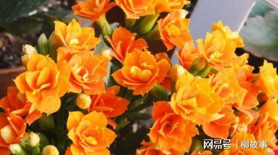 波斯菊缺水了吗？为什么不能浇水