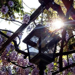 紫藤花生长速度快， 修剪有讲究