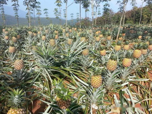 菠萝头的种植，细节决定成败