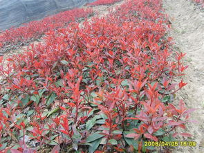 寻找沭阳红叶石楠球的价格，就像寻找一颗宝石