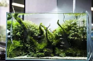 养鱼水酸度大怎么办？养鱼缸水质酸度高如何调整和改善？