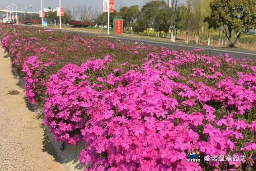 芝樱花种子的播种步骤