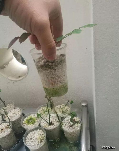 土培和水培，两种方法任你选