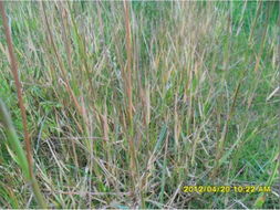 草甘膦钾盐：后茬作物的神秘影子