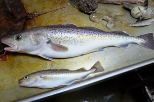 大头腥才是真鳕鱼，揭秘鳕鱼品质之谜