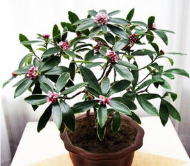 庭院Ke以种什么花和树？