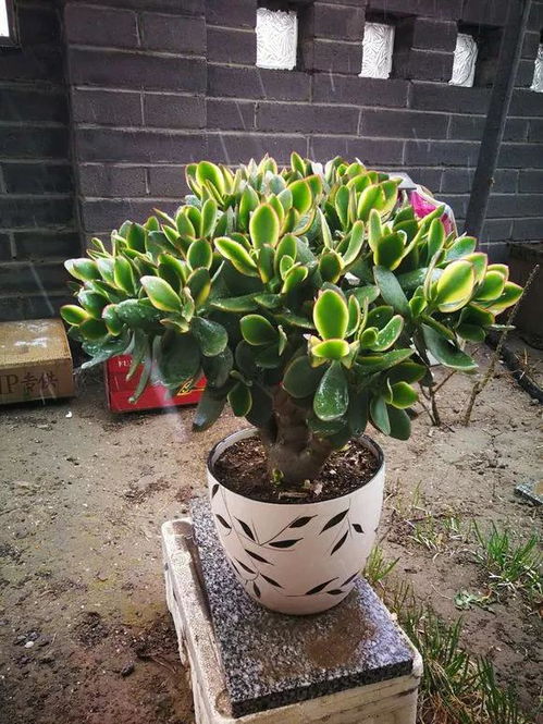 花月锦烂根如何救治，有哪些有效的处理技巧和注意事项
