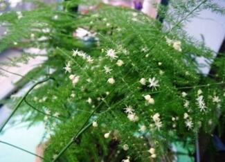 文竹养护秘籍：快速打造旺盛绿植的秘诀！