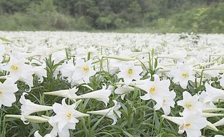 百合花的食用禁忌：了解与禁忌食物的关系