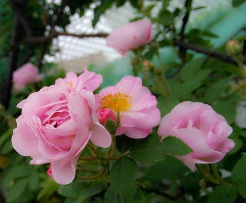 冬天来了蔷薇花怎么剪才对呢？