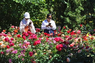 赏花爱花梗护花，争Zuo文明游园的践行者