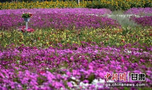 六月花海盛宴，盛夏时节