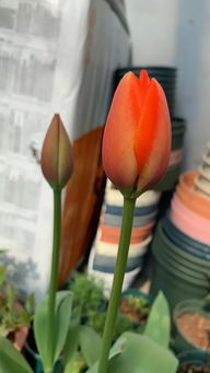 郁金香为什么只开一次花？