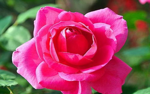 粉龙沙宝石：花墙的粉嫩守护者