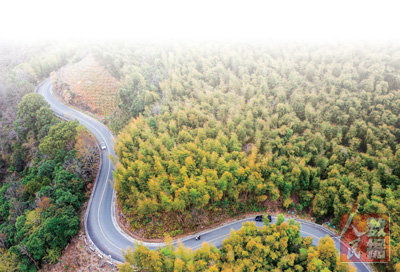 树木的力量，绿色中国梦的基石