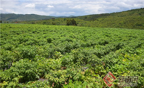 薏米亩产300公斤的种植方案详解