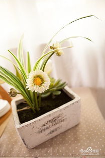 菊花的种植小贴士