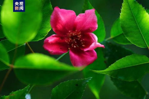 保护现状：濒危中的珍贵