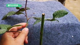 月季嫁接的黄金时期