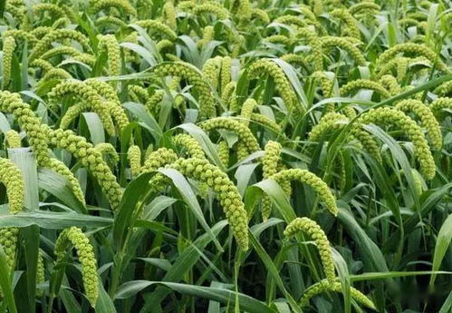 如何有效预防代森锰锌过敏，同时正确种植万寿菊种子？