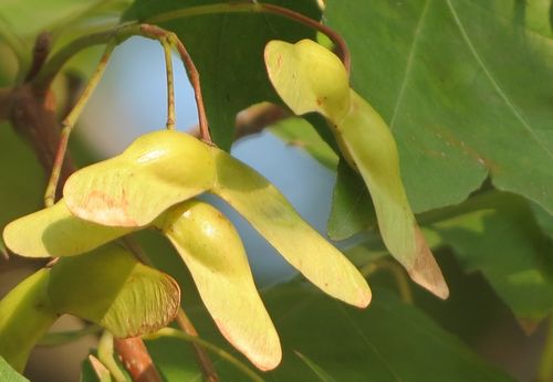 喜爱气候， 元宝枫的生长习性