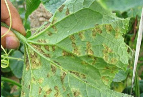 黄瓜霜霉病：精甲百菌清的“克星”