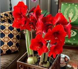 土比花贵也值当：湖南这湿度，用普通营养土准烂根！腐叶土混煤渣（2:1）才是王道， 我试过用这配方种山茶，零下3℃照样开花