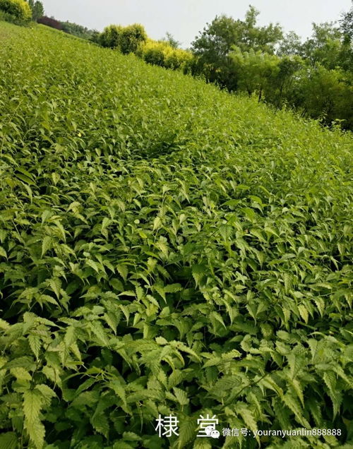 云南苗木产业转型升级之路：苗协专家助力谋发展