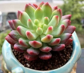 第四步：小心呵护