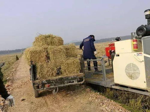 养猪场需提前备足防寒保暖用品，确保养殖安全