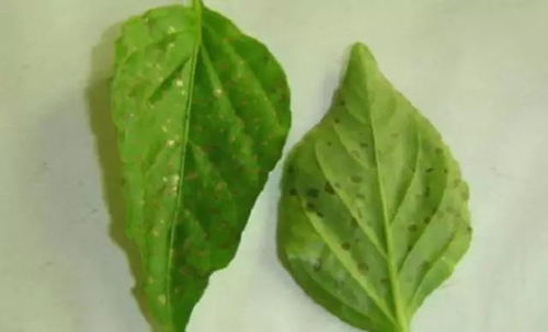 草铁锈病与草皮铁锈病：它们是啥玩意儿？