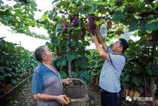 黄金时段的种植技巧