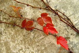 爬山虎的过冬策略