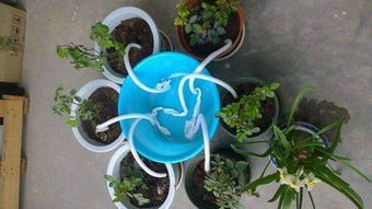 塑料瓶变身，自动浇水！