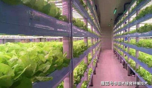 “土壤变绿，是肥料过多