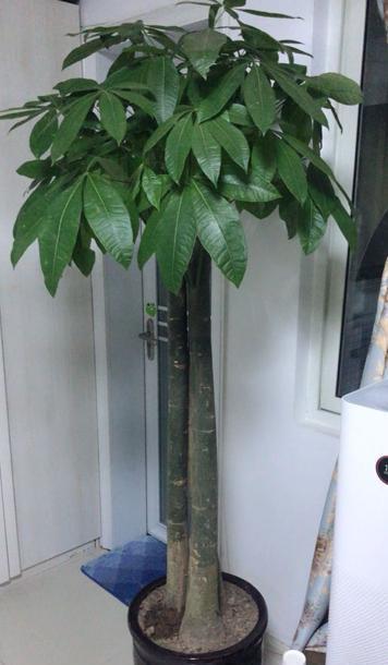 发财树也嫩开花？还有香气哦！