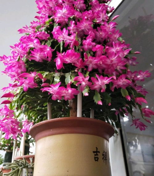 蟹爪兰开花时节施肥大揭秘