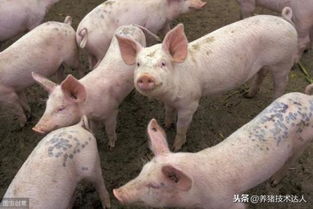 夏秋猪病多发，如何警惕8大高发疫病，早防少损猪只？