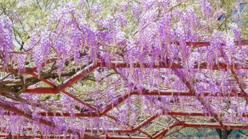 夏季修剪：紫藤的花朵守护者