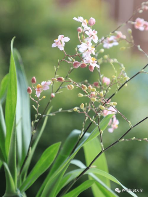 夏日花卉之——幸福树