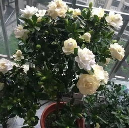栀子花冬天浇水频率和注意事项有哪些