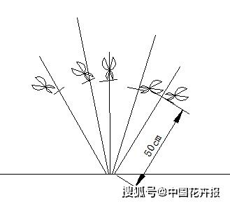 如何根据球松的生长状况和形态，运用专业修剪技巧进行科学合理的修剪