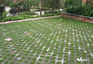 牛筋草、 黑麦草，这俩小嫩手