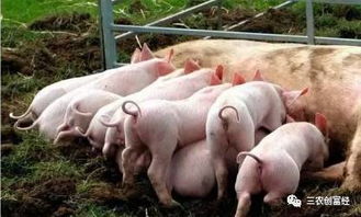 立秋养猪，关注防疫、饲料、市场