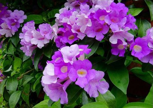 香花夏天香冬天蔫？关键堪精油储存位置