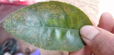 雨前喷药的品种选择